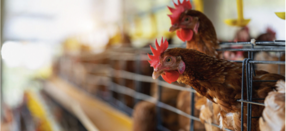 Captura de Tela 2025-05-19 a?s 10.30.06.png